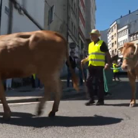 Protesta de los ganaderos gallegos por la subida en sus costes de producción