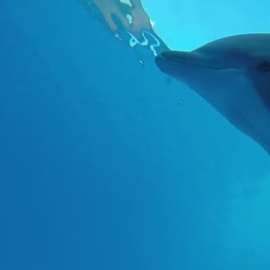 Olivia Mandle presenta en el Congreso las 154.000 para acabar con los delfinarios