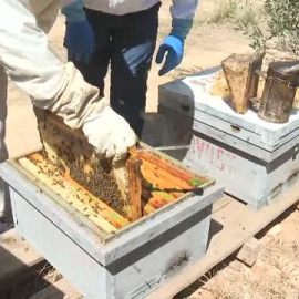 "Nunca había sufrido tanto por mis abejas"