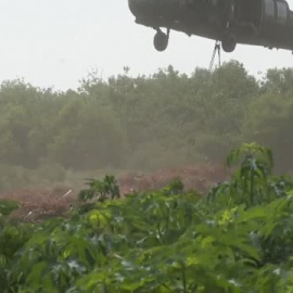 Una segunda vida para los árboles de navidad