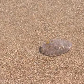 Las medusas toman las playas de Denia