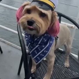 Un crucero perruno recorre la bahía de San Francisco con fines solidarios