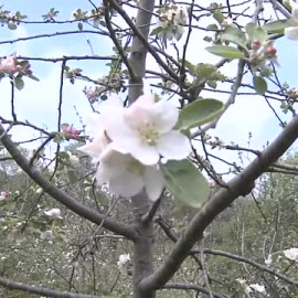 La floración de los manzanos en Asturias se convierte en un potente reclamo turístico