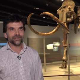 Una exposición en Madrid muestra al público el esqueleto real de un mamut de la Edad de Hielo