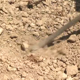La sequía afecta cada día a más cultivos en España
