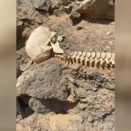 El asombroso hallazgo en Gran Canaria realizado por dos senderistas