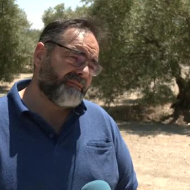 La sequía perjudica la producción de aceite de oliva
