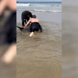 Dos surfistas salvan la vida a un delfín varado en la playa de Mataleñas, cerca de Santander