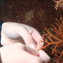 Barcelona, primera ciudad del Mediterráneo en reforestar gorgonias