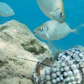 La extinción de los erizos de mar en el Mar Rojo pone en riesgo los corales