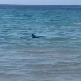 Muere el tiburón que sorprendió a los bañistas en una playa de Orihuela (Alicante)