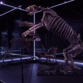 Un Allosaurus de nueve metros de largo saluda a los visitantes en Dinamarca