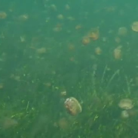 Proliferación de medusas 'huevo frito' en el Mar Menor