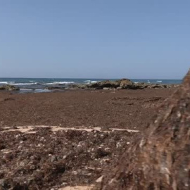 La invasión de algas en el litoral gaditano multiplica las cancelaciones en pleno mes de julio