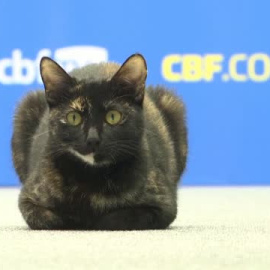 Los gatos roban protagonismo al fútbol en el Mundial de Catar