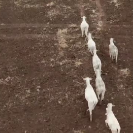 La deforestación de la Sabana brasileña ha aumentado un 25% en solo un año 