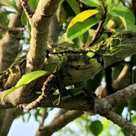 Científicos hallan por primera vez iguanas rosadas en las Islas Galápagos