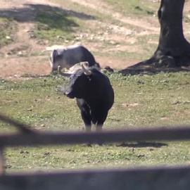 Andrés Roca Rey, ante el reto de volver a estar en lo más alto del escalafón