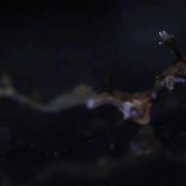 Nacen más de 70 ejemplares de dragones marinos en el Birch Aquarium de California