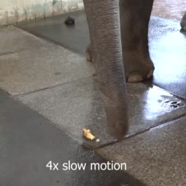  La elefanta 'pelaplátanos' 