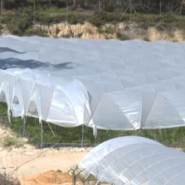 La guerra de la fresa y el agua en Doñana