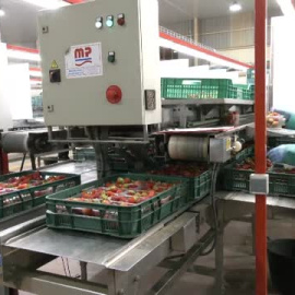 El 60 por ciento de la producción de frutos rojos de Huelva viene de pequeños agricultores con permiso de riego