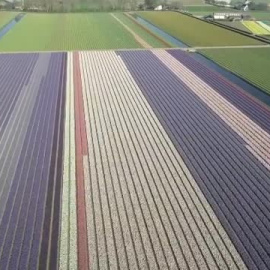 El jardín floral más grande del mundo reabre sus puertas