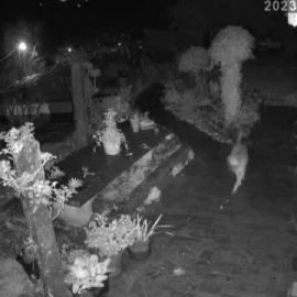 Una manada de perros atemoriza a los vecinos de un pueblo pontevedrés 