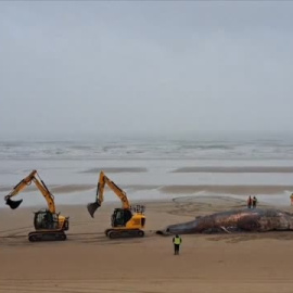 Retiran una ballena muerta tras varar en la costa británica