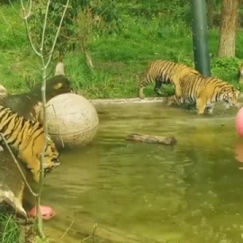 Entrañable imagen de dos cachorros de tigre de Sumatra bañándose por primera vez