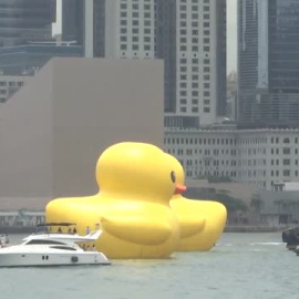 Los gigantes patos hinchables de Hofman vuelven a la bahía de Hong Kong