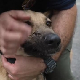 La Policía húngara adopta a un perro que perdió parte de la cara en la guerra de Ucrania
