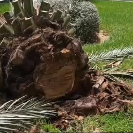 Derrumbe de una decena de palmeras por el calor en Alicante