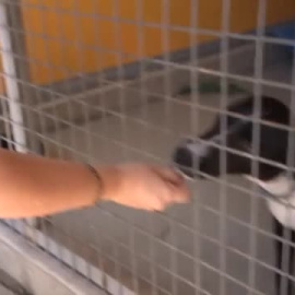 La recuperación de perros abandonados ayuda a la salud mental de soldados en Australia
