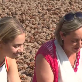 La producción piñones ha caído un 80% en los últimos años