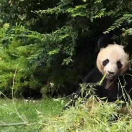 El primer oso panda nacido en Francia viaja a China