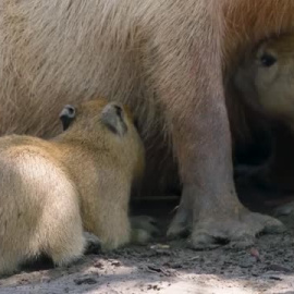 Nacen cuatro capibaras en el zoo de San Diego en Estados Unidos