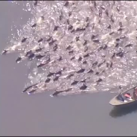 Una manada de ponis salvajes cruza a nado un canal en Virginia, EEUU