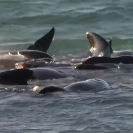 Sacrifican a las 46 ballenas que permanecían varadas en una playa de Australia