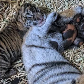 Nacen dos tigres de Sumatra en un zoo de EEUU