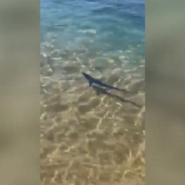 Una cría de tintorera sorprende a los bañistas de una playa de Girona