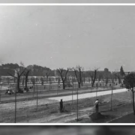 Los vecinos de Arganzuela en pie de guerra contra la tala masiva de árboles