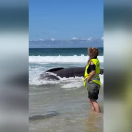 Aparece varado el cadáver de un tiburón peregrino de seis metros en la playa ferrolana de Doniños