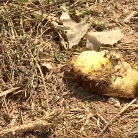 Agricultores valencianos pierden 40 millones de euros por los destrozos de los jabalíes