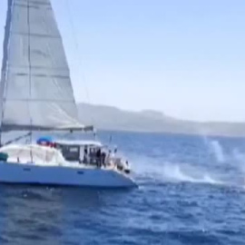Indignación por los disparos desde un velero a un grupo de orcas en aguas de Tarifa