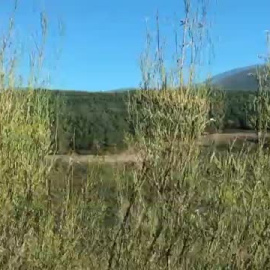 Salvan a un oso con la cabeza atascada en un bidón en León