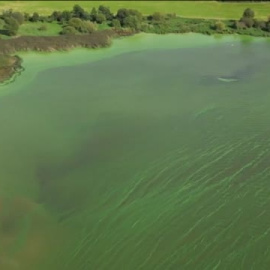 Un alga tóxica envenena el mayor lago de agua dulce de Reino Unido e Irlanda