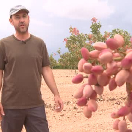 El cultivo del pistacho, una apuesta de muchos productores para tener rentabilidad y combatir el cambio climático