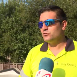 Los nidos de la avispa "velutina" aumentan este verano en Galicia