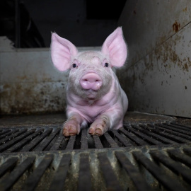 El maltrato de cerdos en una granja ubicada en Quintanilla del Coco, Burgos